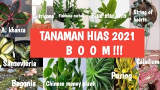 TANAMAN HIAS YANG AKAN TREND 2021| HARGA TANAMAN HIAS 2021