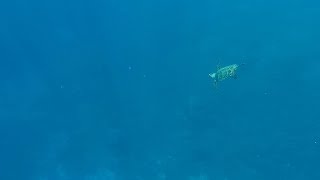 Snorkeling, Rock Islands, Palau