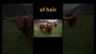 Short #6 ‐ Stamp of United Kingdom - Highland Cow