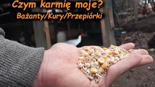 Czym Karmie Moje ptaki? 🤔🐔 *Bażanty Nioski Przepiórki* 😱😊