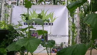 Hydroponic cucumber plant climbing up at Kula Farm.