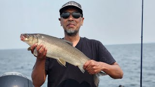 White Fish | LAKE SIMCOE