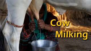 Cow Milking By Hand  || Gujarat Village Morning Routine Work  || Village Life In India