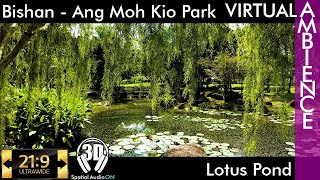 Singapore Ambience - Bishan Ang Moh Kio Park - Lotus Pond