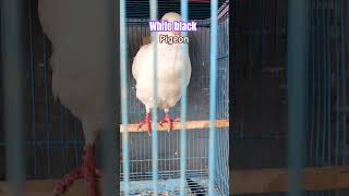 White Black | Pigeon | Like | Subscribe  | Share