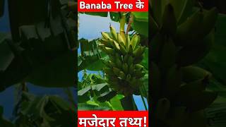 Banaba Tree के मजेदार तथ्य! /#facts #shorts /@FACTMETER.OFFICIAL