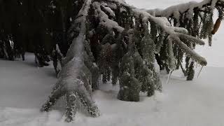 Времена года.Осень .Ноябрь❄️☃️🎄