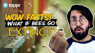 What if bees go extinct? | Toppr Wow Facts