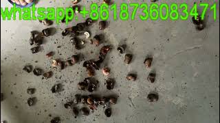 Video of cashew nut shelling machine/cashew nut sheller machine