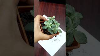 Grow Ornamental Plants from Cuttings - Succulent Care