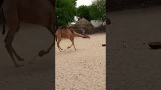 #camel #beautiful #video #viral #desert