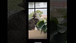 Funny cat vids