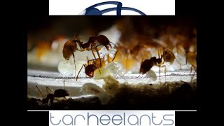 Do Ants Regulate Themselves In Captivity?