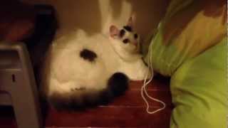 Cute Cat Scared of Thunder