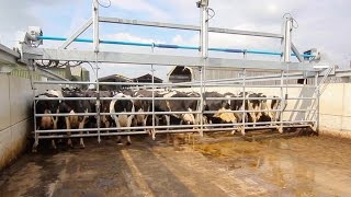 Dairymaster Up & Over Backing Gate