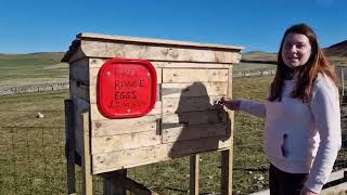 Free range eggs for Sale. North of Scotland.