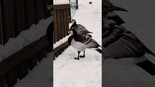 Gęsi bernikle.barnacle goose