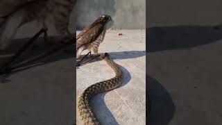 ये जीव एक दूसरे के खून के प्यासे क्यों होते हैं ? EAGLE VS SNAKE , EAGLE VS CAT,  Hawk VS Iguana