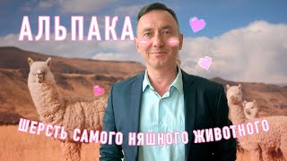 АЛЬПАКА - ШЕРСТЬ САМОГО НЯШНОГО ЖИВОТНОГО