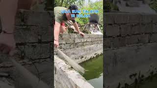 TUTORIAL MENJALA IKAN DI KOLAM