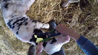 Tagging Calves