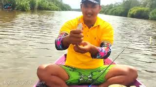 Casting Toman di sungai ini dijamin anti boncos