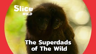 The Surprising Role of Fathers in the Animal World | SLICE WILD