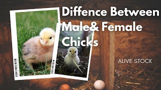 Difference Between Male & Female Chicks | How to Identify Male & Female Chicks