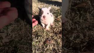 Male Micro bully for sale 6 weeks old