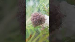 Cheerful and funny Young cubs of the Spider wake up in the early summer Morning (amazing nature)