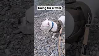 Hanging at the river #dogs #trending #bully #Maltese #shihtzu #bestfriend