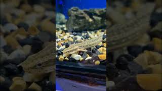 Polypterus Endlicheri Endlicheri #aquarium #fish #aquariumfish #aquatic #viral #shorts #viralshorts