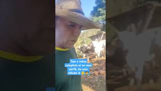 Responder meus amigos pecuaristas, tem o vídeo completo aí no meu perfis #gado #agro #pecuaria