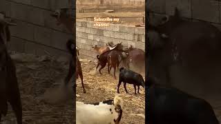 watch arabian Goat fighting _animals_goat_fighting_short(720P_HD) #song #love #Sk90