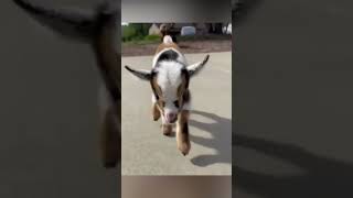 Please Subscribe!! Cutest Funny Baby Goats🥰🥰 Video Compilation