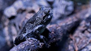 Gray Tree Frog Care: Keeping Your Frogs in the Goldilocks Range for Health!