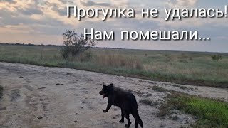 ТАКОГО Я ДАВНО НЕ ВИДЕЛА! НА НАС НАПАЛИ И ВЫГНАЛИ ДОМОЙ...