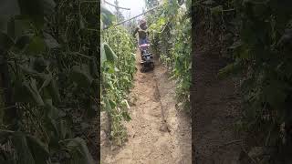 VST FT35 GE #3.5HP #INTERCULTIVATION @FARMING @Farm machineries