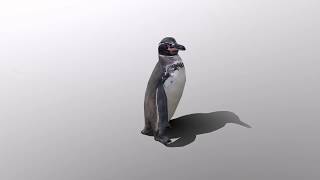 Low Poly 3D Galapagos Penguin preview