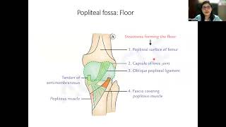 Auricle's Exam Mastery Anatomy Live class about Lower Limb 2 By Dr. Divya | Auricle