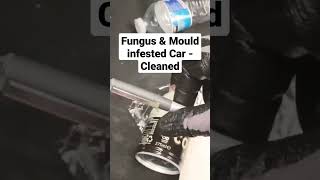 Dirty Fungus & Mould Infested Car Cleaned