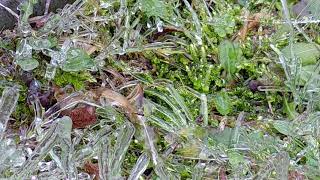 Kryształy lodu, Ice crystals