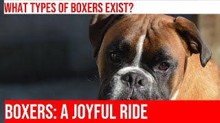 Exploring the Different Types of Boxer Breeds & Varieties