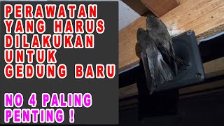 TIPS PERAWATAN GEDUNG WALET BARU AGAR BURUNG WALET CEPAT MENGINAP