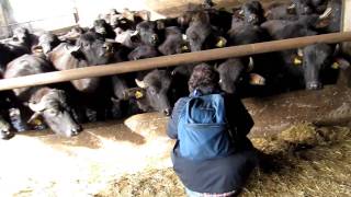 Scott Meets Water Buffalo in Italy