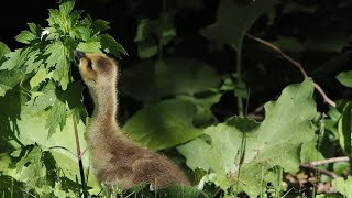 Canada Geese Goslings, Mud Lake