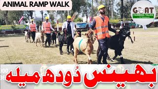 Animal Cavalcade!Buffalo fair 2024بھینس میلہ