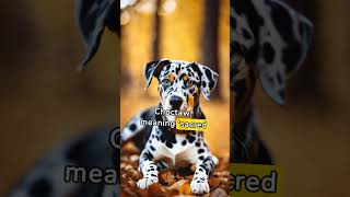 Learn more about Catahoula Leopard Dogs #energetic #intelligent #