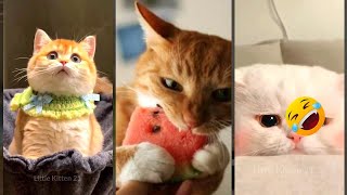 Funny Cats 2024 🐈‍⬛ Kitten meowing 🥰 #cathouse Ep 6584