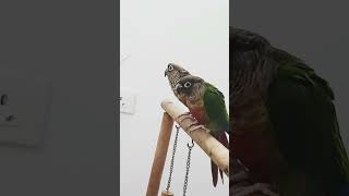 CONURE DANCE💫